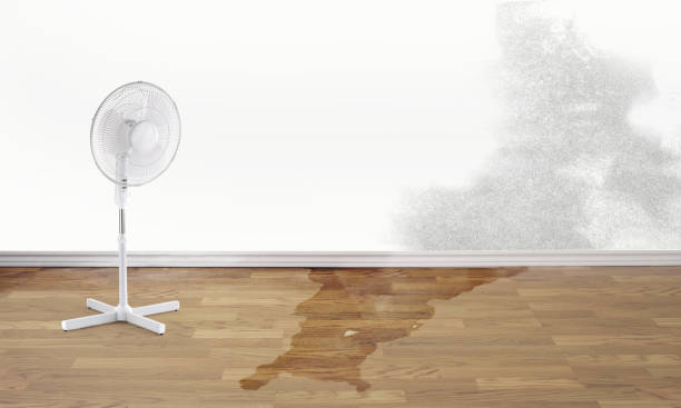 Best Water damage restoration mold remediation  in Dexter, OR